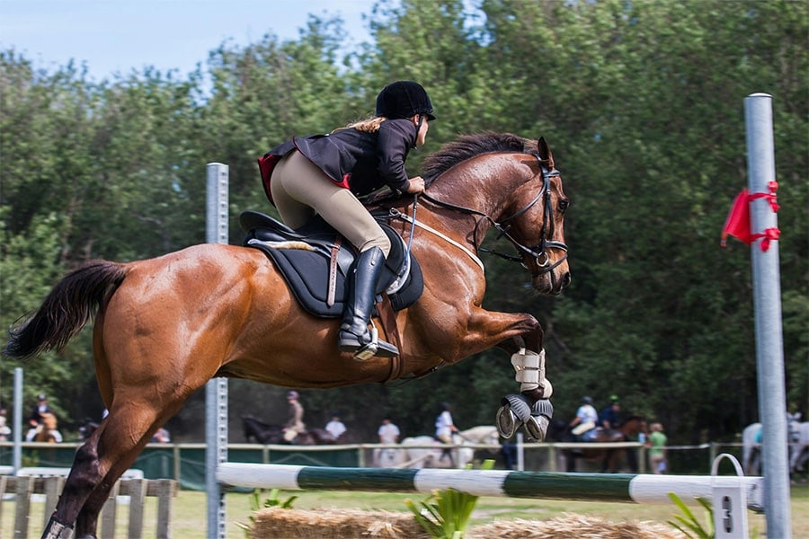 equitation blessure chirurgie du sport paris docteur patrick houvet et docteur philippe paillard chirurgiens orthopedistes du sport paris